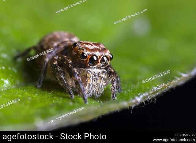 Jumping spider, Kampung Skudup, Sarawak, Malaysia