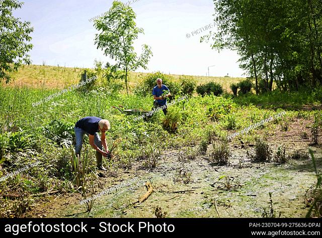 PRODUCTION - 31 May 2023, Hamburg: Martin Beckers (r), perennial gardener, and Gerwin Obst, Elbe Habitat Foundation, planting hemlock water fennel in a tideway...