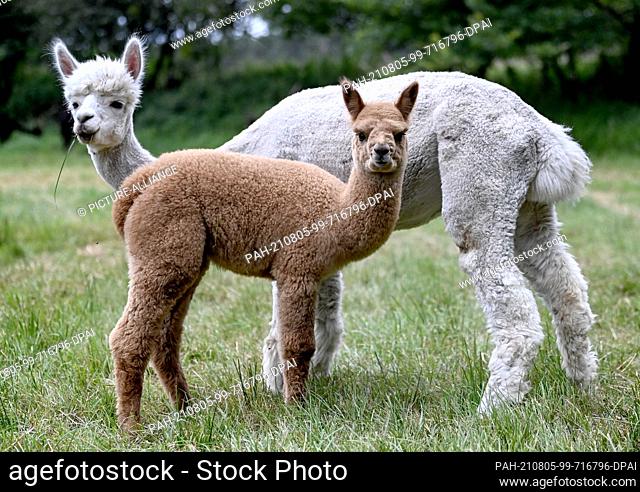 02 August 2021, Brandenburg, Strubensee: An alpaca foal stands with its mother in the pasture on the premises of the alpaca breeding ""Alpaca nigra"" in...