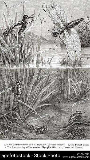 The life and metamorphoses of the Dragonfly, (Libellula depressa). A. The perfect insect B. The insect casting off its worn out nymph's skin C. D
