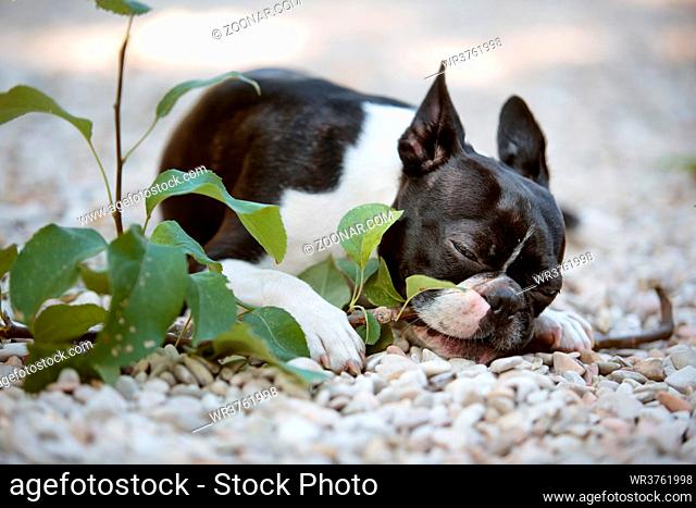 Boston Terrier spielt mit Zweig an einem warmen Sommertag