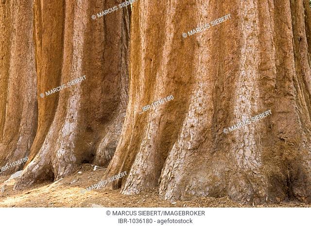 Trunks of Giant Sequoias (Sequoiadendron giganteum), Giant Forest, Sequoia National Park, California, USA