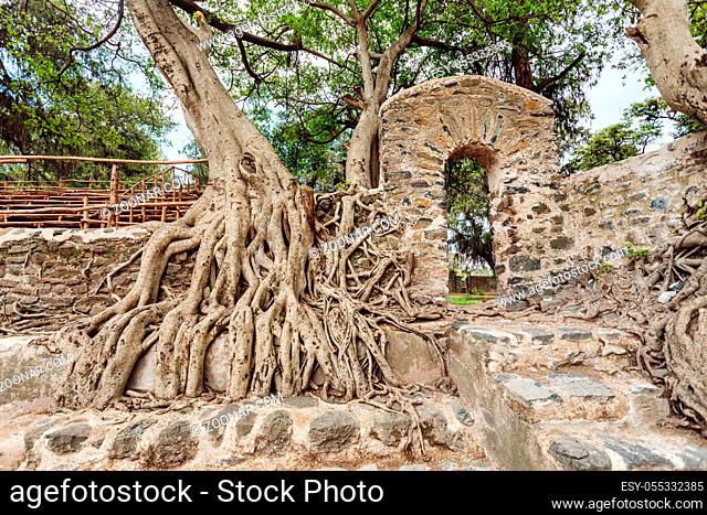 Tangle of massive trunk roots in Fasil Ides Bath, kingdom pool. Gondar, Ethiopia