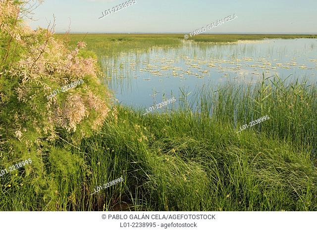 Vegetación acuática en las marismas del Guadalquivir (Parque Nacional Doñana)