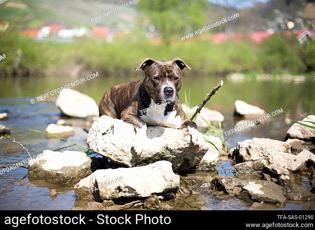 lying American Pit Bull Terrier
