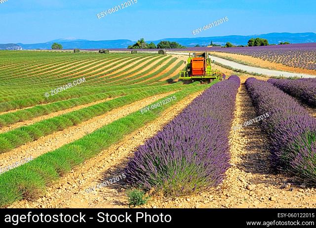 Lavendelfeld Ernte - lavender field harvest 13