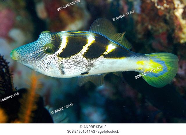 Mimic filefish, Paraluteres prionurus, mimics black-saddled toby, Dungan wall, Puerto Galera, Mindoro, Philippines