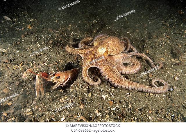 Eastern Atlantic. Galicia. Spain. Octopus hunting Norway lobster (Octopus vulgaris). Nephrops norvegicus