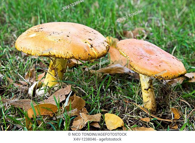 Caesar's mushrooms Amanita caesarea