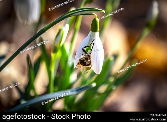 Honey bee feeding on a snowdrop flower