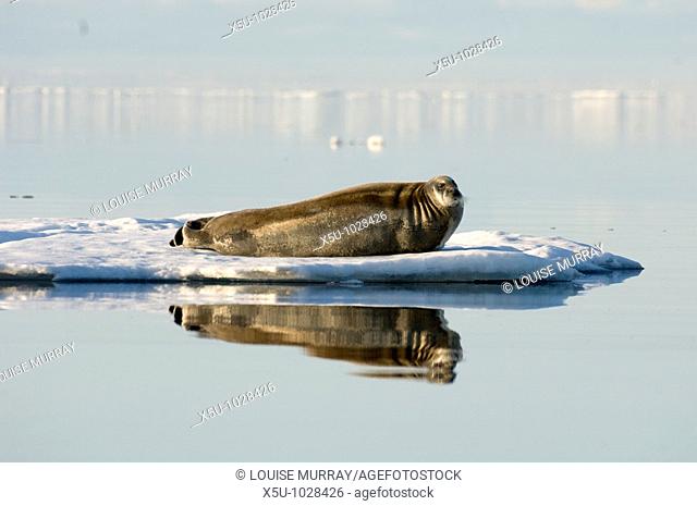 Bearded seals haul out on small pieces of pack ice on windless days in spring  Known to the Inuit as Ujuk  Bearded seal on ice - this seal is one of the mst...