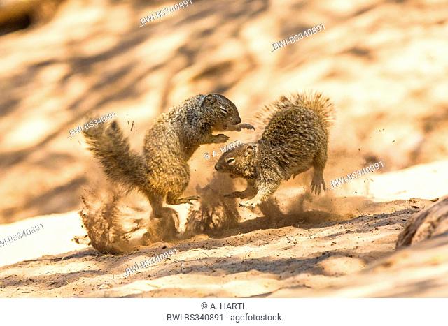 rock squirrel (Citellus variegatus, Spermophilus variegatus ), two males fighting in the sand of a river shore, USA, Arizona, Sonoran, Phoenix