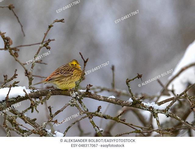 Yellowhammer (Emberiza citrinella) passerine bird in winter on branch, Podlasie Region, Poland, Europe