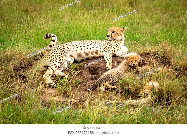 Cheetah and cubs lie on termite mound