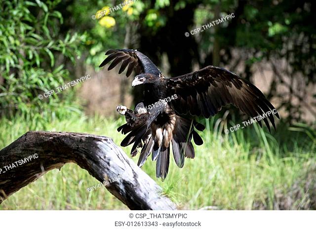 Wedge Taile Eagle comes in to land on a tree branch