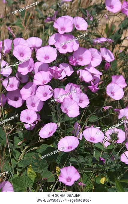 Mallow leaved bindweed, Mallow-leaved bindweed Convolvulus althaeoides, blooming plants, Spain, Canary Islands, Tenerife