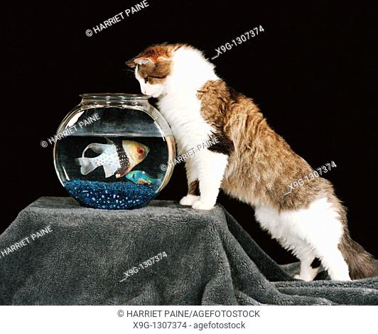 Cat looking into a fish tank