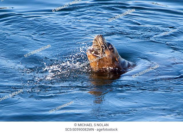 Northern Steller sea lion Eumetopias jubatus close-up eating a halibut in Southeastern Alaska, USA MORE INFO: This is the second largest of all pinnipeds in...