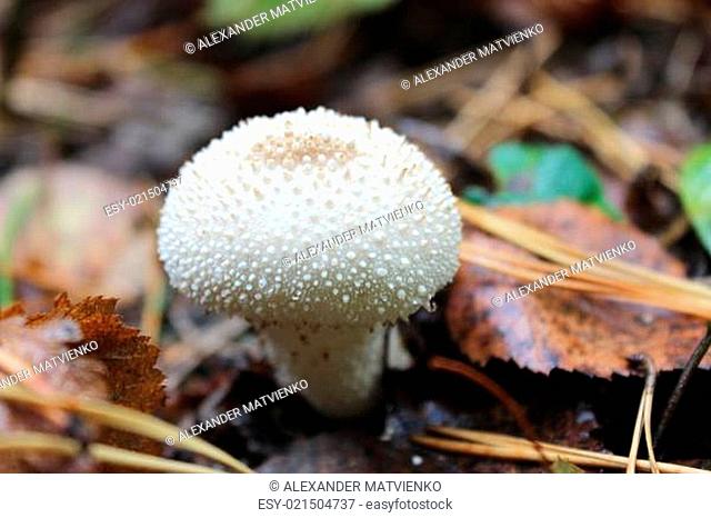 white mushroom of Lycoperdon