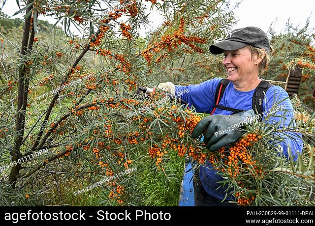 29 August 2023, Brandenburg, Werder (Havel): During the sea buckthorn harvest, the orange berries are cut from the bushes by Heike Gorgas of Christine Berger...