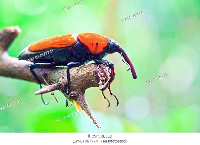 Orange beetle insects In tropical forests thailand