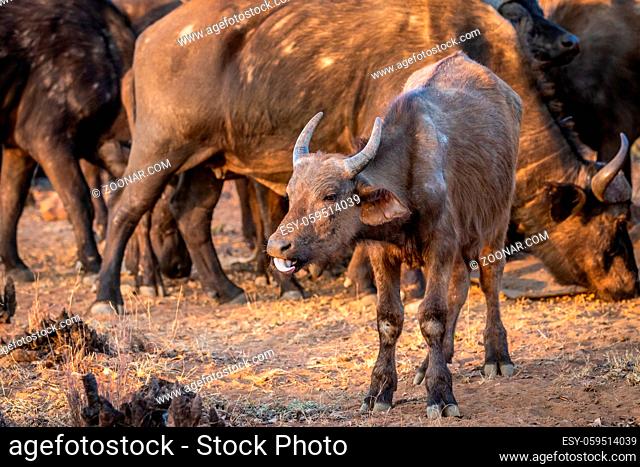 African buffalo starring at the camera in the Welgevonden game reserve, South Africa
