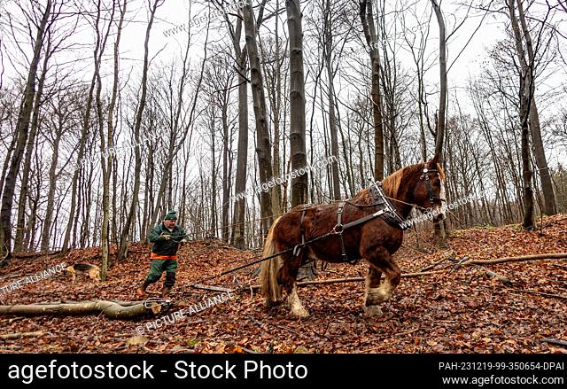 19 December 2023, Schleswig-Holstein, Altenholz: Wood harvester Arne Bramstedt works with his horse ""Püppi"" in the Gut Knoop resting forest
