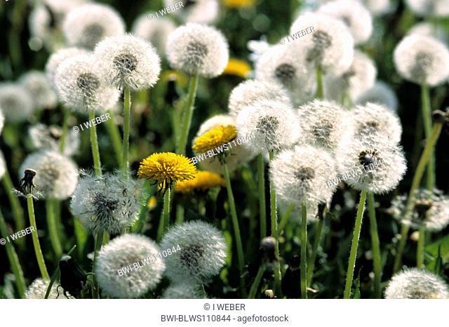 common dandelion Taraxacum officinale, blooming and fruiting plants