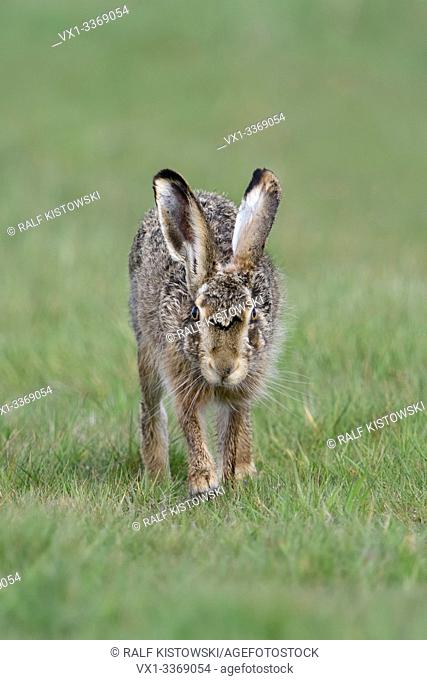 Brown Hare / European Hare / Feldhase ( Lepus europaeus ) on a meadow, running on direct way towards camera, watching, eye contact, wildlife, Europe