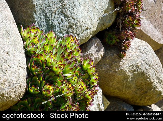 15 May 2020, Saxony, Bad Schandau: Houseleek (Sempervivum) grows between the blocks of a wall made of natural stones. The perennial succulent plant can adapt...