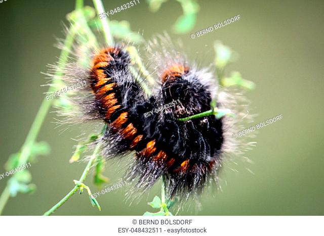 caterpillar of the blackberry moth