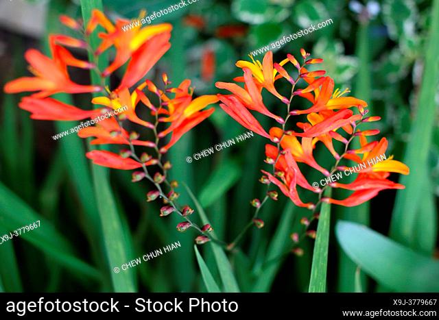 Flower crocosmia, iris family, iridaceae