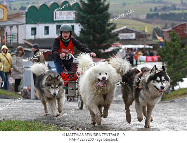 Lukas Wittwer guides his sled dogs during the first dog sled race of 2014 in Hasselfelde,  Germany, 04 January 2014. No sleds were able to be used due to a lack...