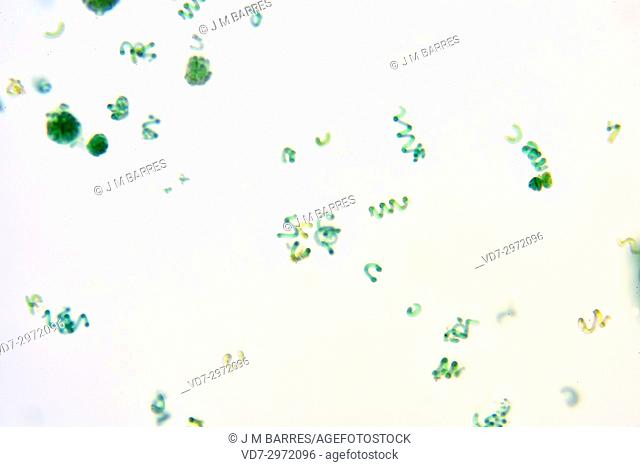 Arthrospira is a cyanobacteria also know as spirulina. Optical microscope X100