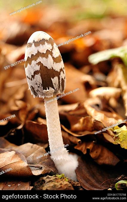Picture of a mushroom with white striped hat and brown