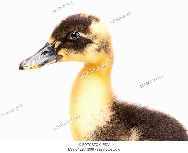 Cute little yellow newborn duckling isolated on white background. Newly hatched duckling on a chicken farm