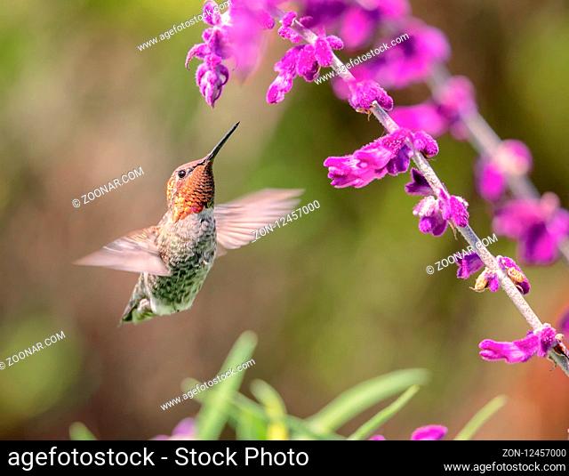 Anna's Hummingbird in Flight, Purple Flowers, Color Image, Day