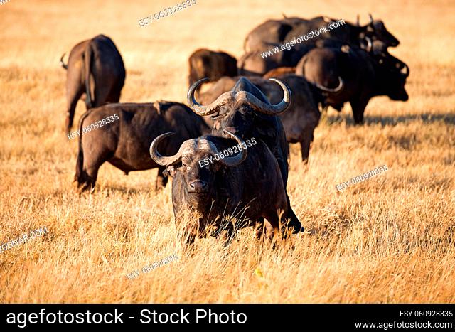 Büffel Paarung