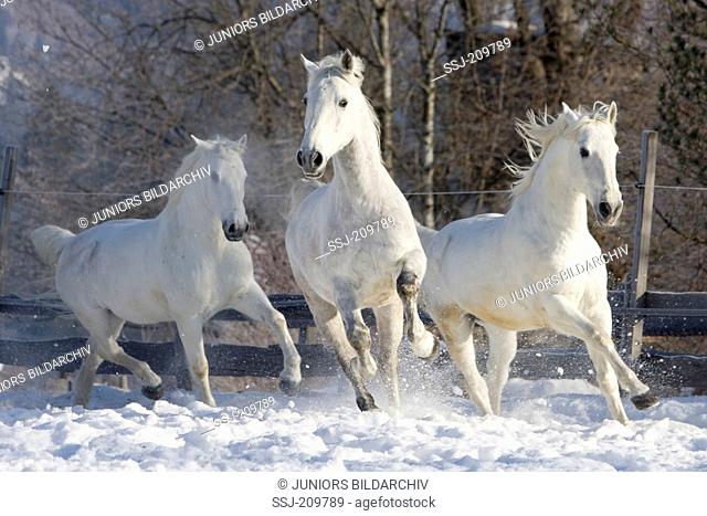 Lipizzan Horse. Three horses galloping on a snowy pasture. Austria