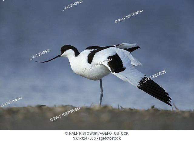 Pied Avocet / Saebelschnaebler ( Recurvirostra avosetta ) stretching its body and wings, wadden sea, Germany.