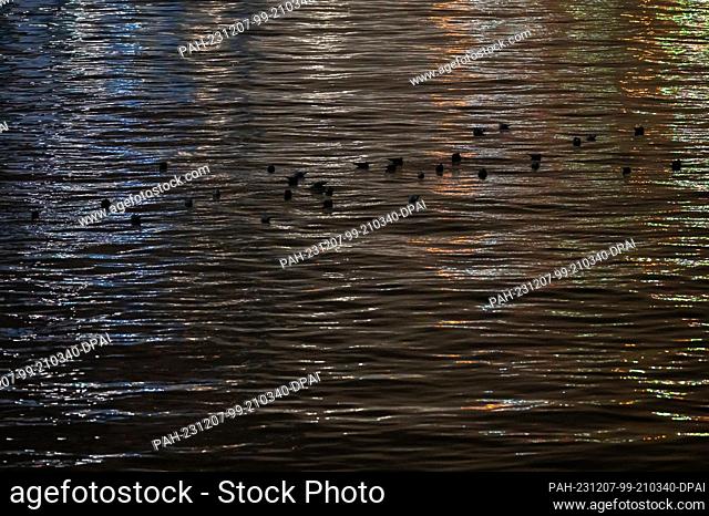 07 December 2023, Hamburg: Seagulls swim on the water in front of the Tollerort container terminal in the Port of Hamburg. Photo: Jonas Walzberg/dpa