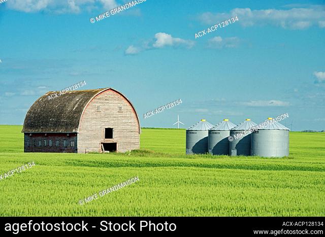 Barn, grain bins and canola crop Swan Lake Manitoba Canada