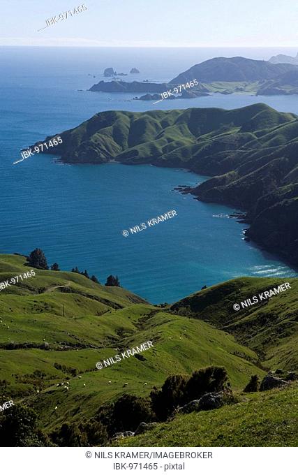 Hilly green landscape in Marlborough Sounds, Okuri Bay, Marlborough, South Island, New Zealand