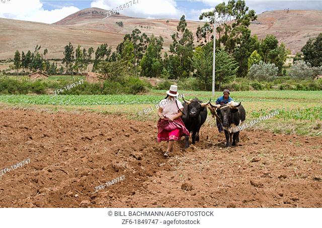 Farming images of couple wotking with oxen on farm in small town of Chinchero Peru South America