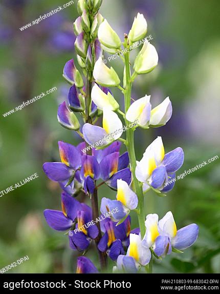 PRODUCTION - 26 July 2021, Mecklenburg-Western Pomerania, Groß Lüsewitz: Andean lupine, which is intended to support the growth of maize as a nitrogen supplier