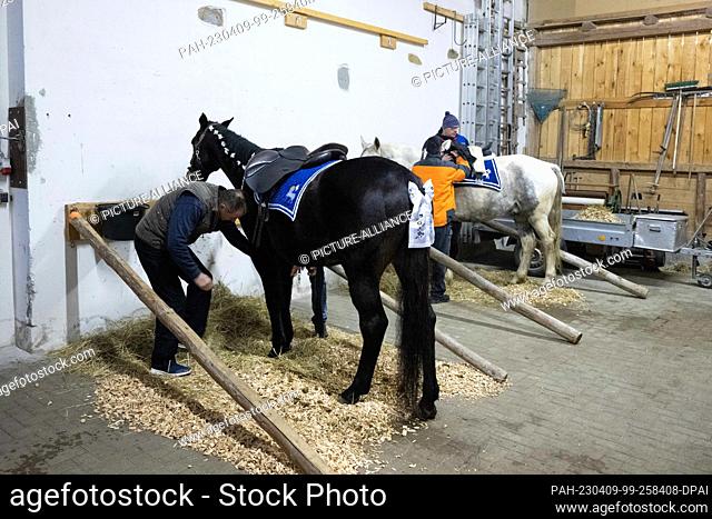 09 April 2023, Saxony, Neudörfel: Andreas Rachel (l) prepares his horse in the stable for the traditional Easter ride. A festive Easter harness is put on the...