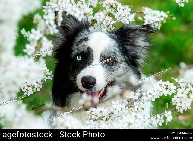 Border collie dog between white blossom branches
