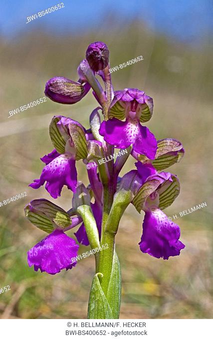 Green-winged orchid, Green-veined orchid (Orchis morio, Anacamptis morio), inflorescence, Germany