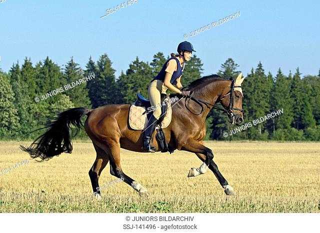 Young lady galloping on back of a Bavarian breed horse and wearing a riding hat and a body protector