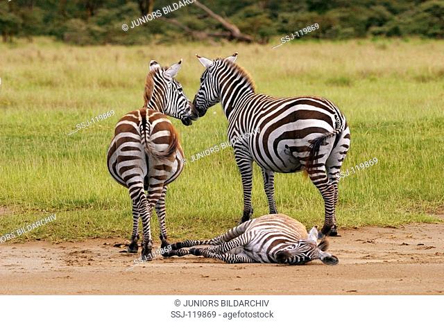 Grant's zebras / Boehm's zebras with foal / Equus burchelli boehmi / Equus quagga boehmi